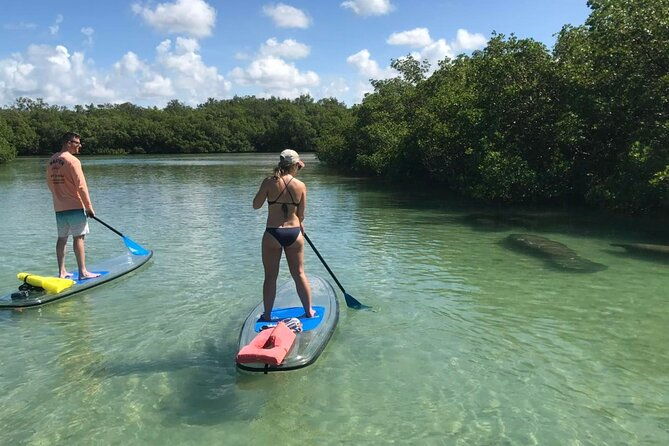 guided-island-ecotour-clear-standard-kayak-sup-bonita-springs