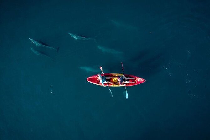 Guided Kayak 2-Hour Activity with Dolphins - Key Points