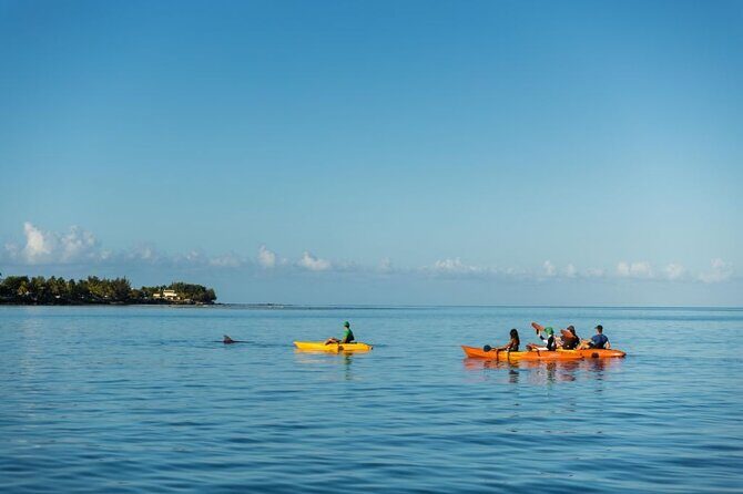 Guided Kayak 2-Hour Activity with Dolphins - An Honest Breakdown of the Tour Experience