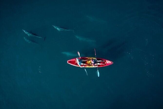 Guided Kayak 2 Hours Activity with Dolphins - Key Points