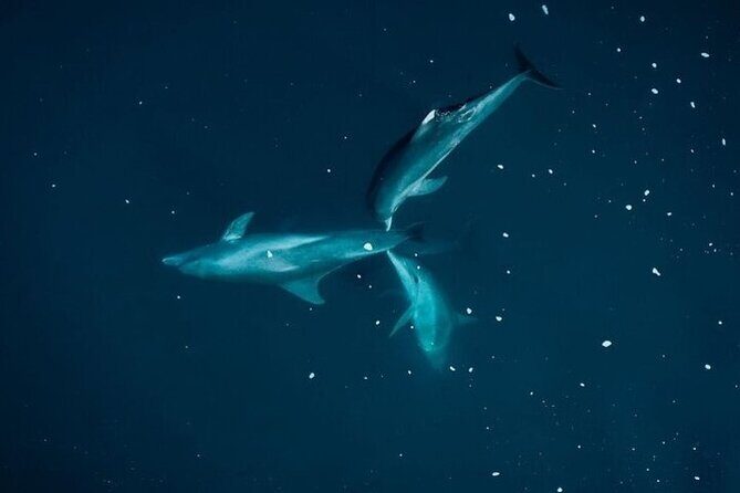 Guided Kayak 2 Hours Activity with Dolphins - The Alternative Route: Tamarind River Exploration