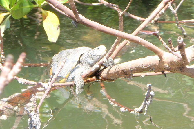 Guided Kayak Eco Tour - Bunche Beach - FAQs