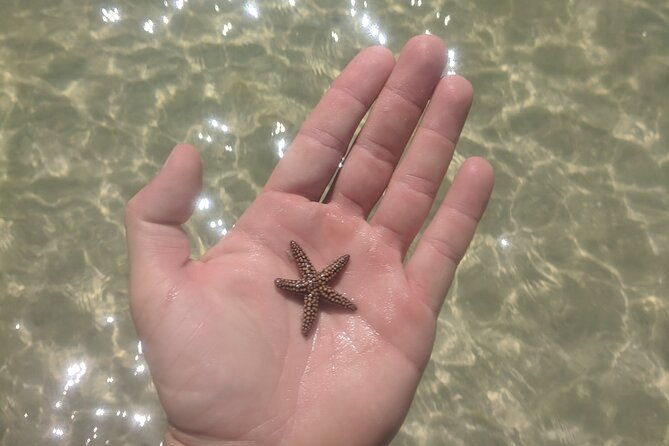 guided-kayak-ecotour-of-beautiful-shell-key-preserve