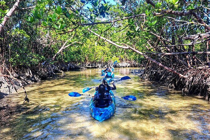 Guided Kayak Mangrove Ecotour in Rookery Bay Reserve, Naples - Why this Tour is a Great Choice