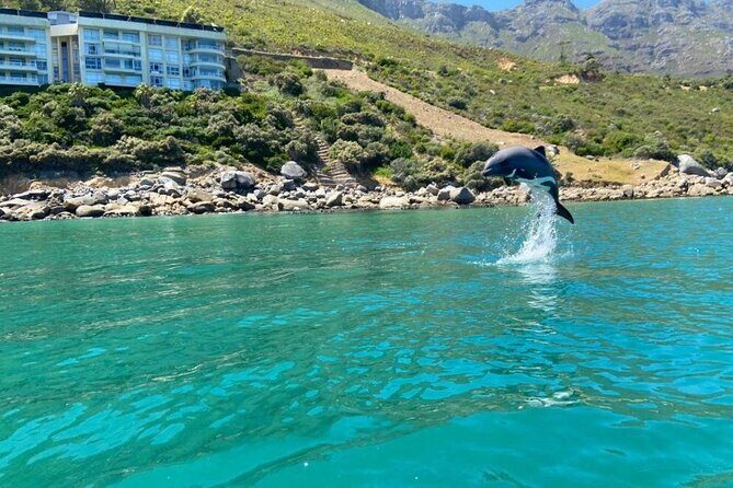 Guided Kayaking in Hout Bay - What Makes This Kayaking Tour Special?