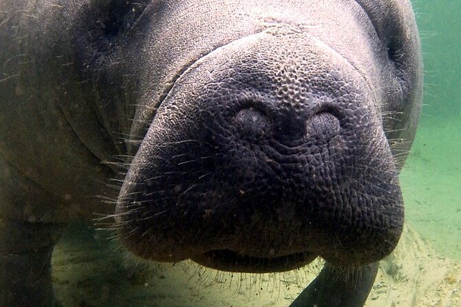guided-kayaking-manatee-tour-near-orlando