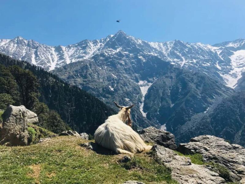 Guided Lama Dugh Hike in Manali - An In-Depth Look at the Lama Dugh Trek