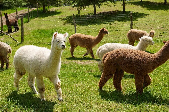 guided-lilymoore-alpaca-farm-tour