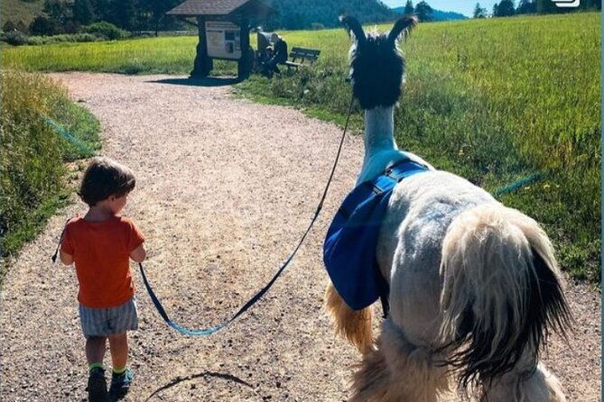 guided-llama-hike-in-the-rocky-mountains