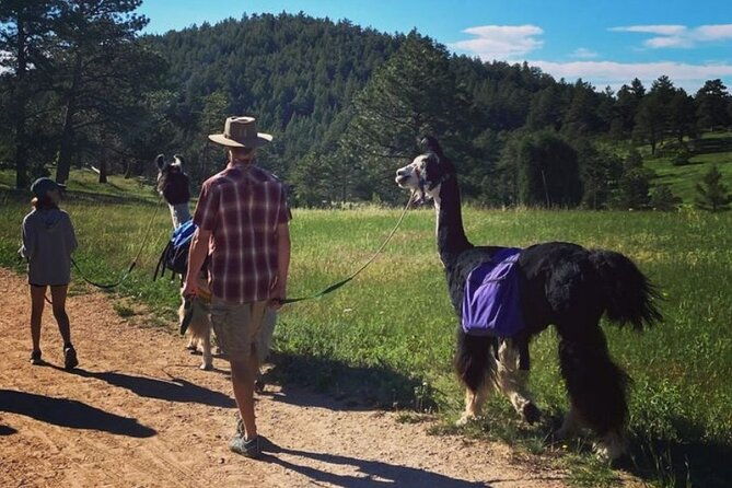 guided-llama-hike-in-the-rocky-mountains