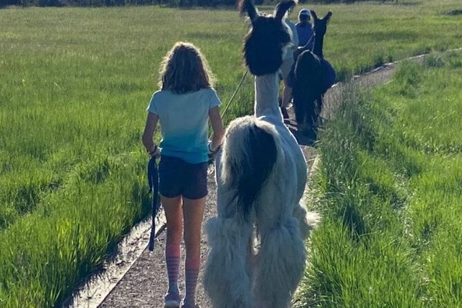 guided-llama-hike-in-the-rocky-mountains