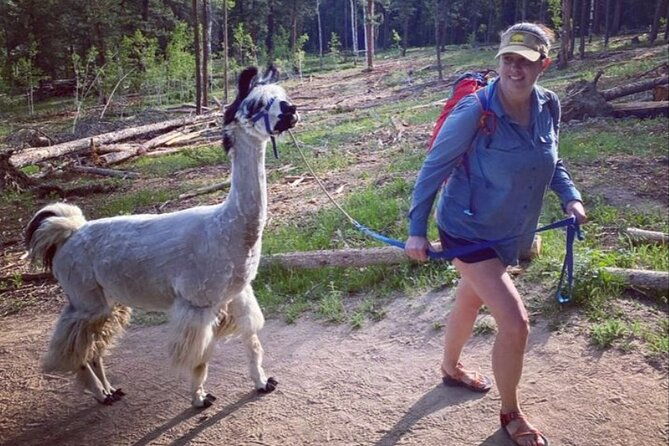 guided-llama-hike-in-the-rocky-mountains
