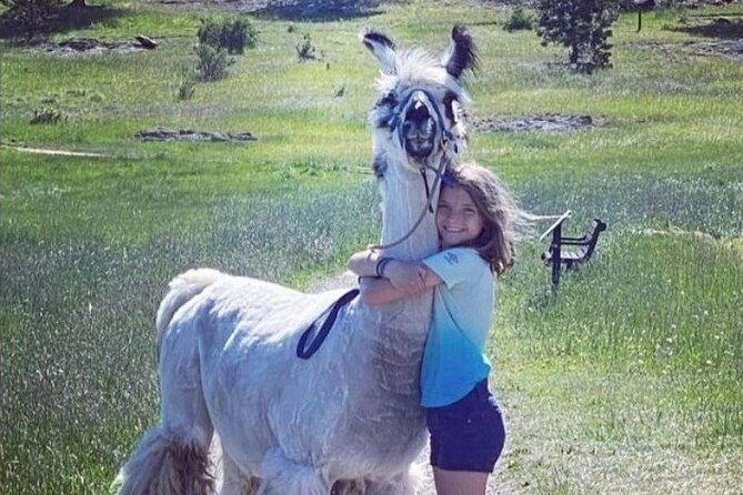 guided-llama-hike-in-the-rocky-mountains