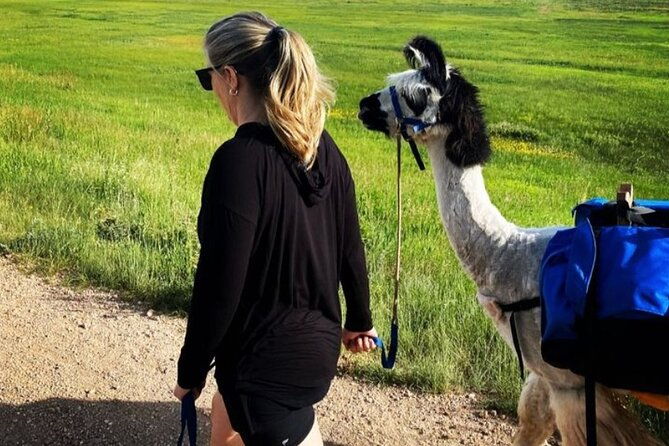 guided-llama-hike-in-the-rocky-mountains
