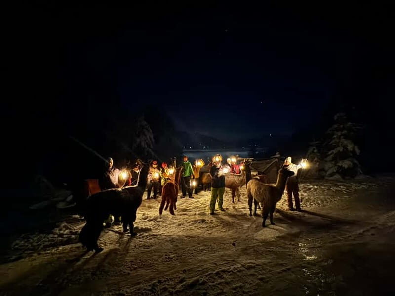 Guided llamawalk with a traditional, homemade cheesefondue - Practical Details: What You Need to Know