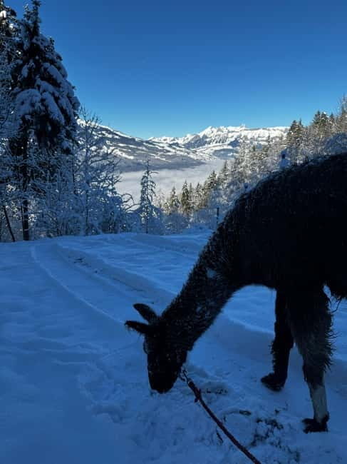 Guided llamawalk with a traditional, homemade cheesefondue - Authenticity and Experience Quality
