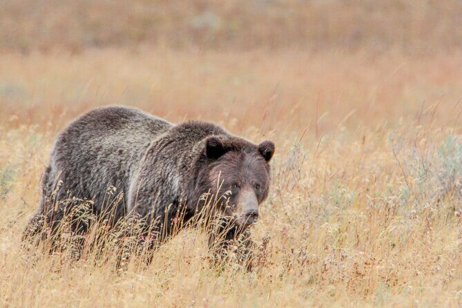 Guided Lower Loop of Yellowstone from Cody, WY - Key Points
