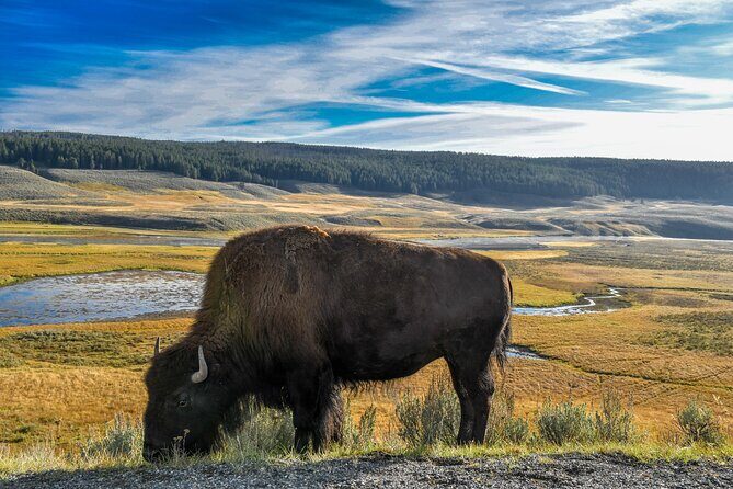 Guided Lower Loop of Yellowstone from Cody, WY - FAQs