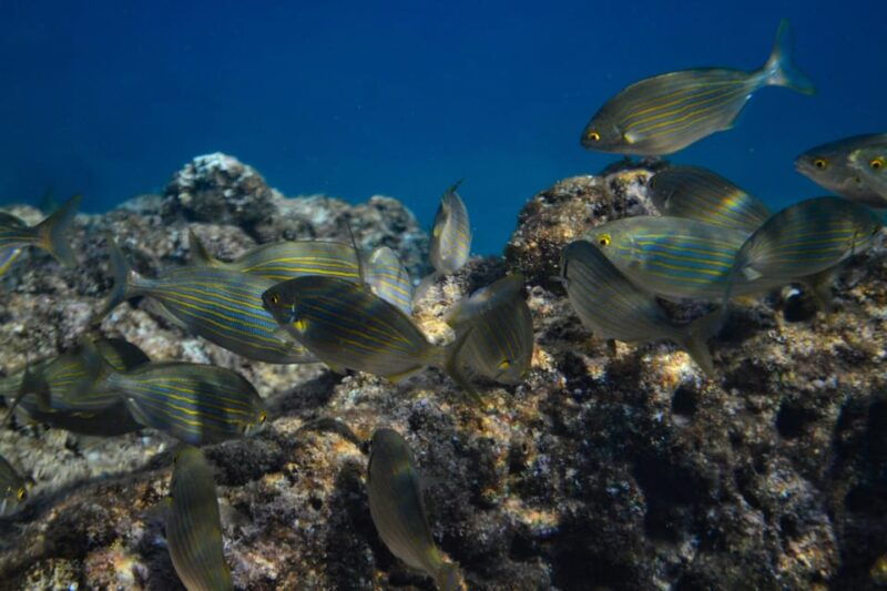 guided-marine-life-excursion-in-estepona