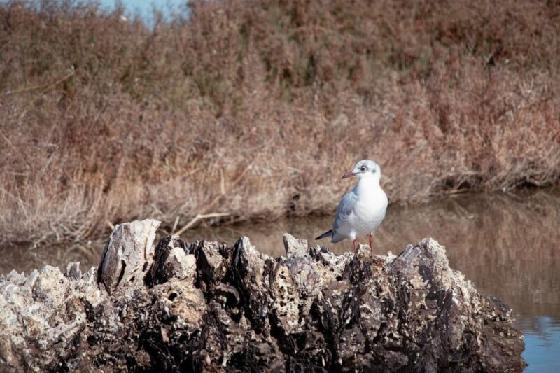 guided-marine-life-excursion-in-estepona