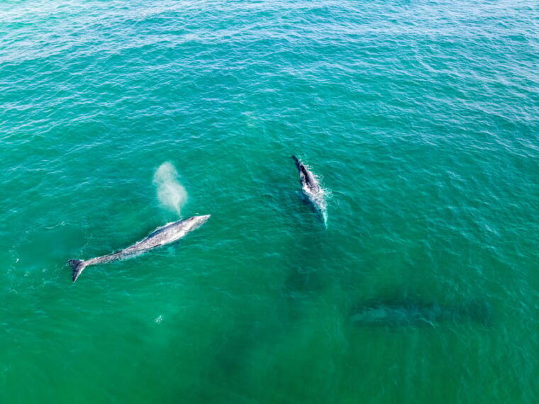 guided-marine-life-excursion-in-estepona