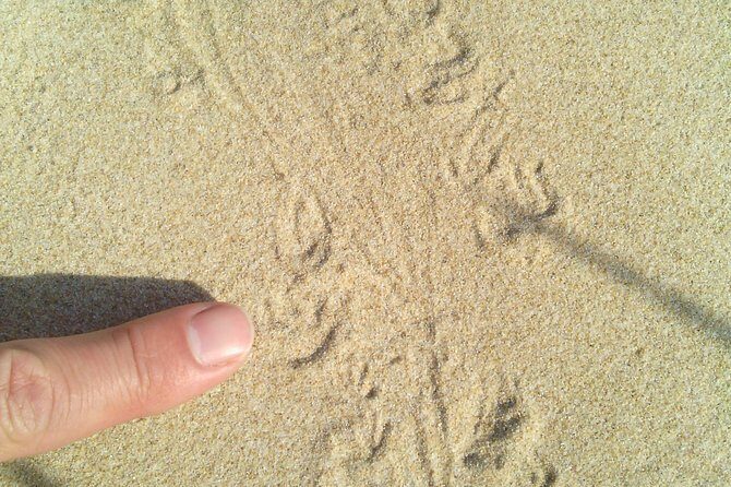 Guided Marine Walk: - Sardinia Bay (Marine Protected Area) - 2 hours - Key Points