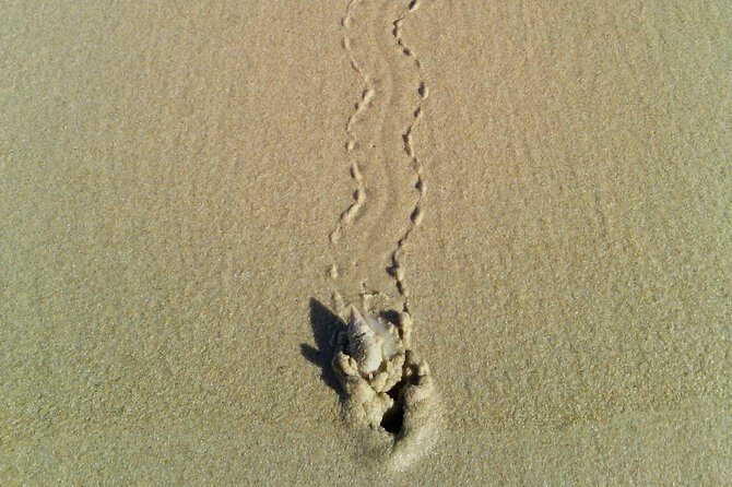 Guided Marine Walk: - Sardinia Bay (Marine Protected Area) - 2 hours - Final Thoughts: Why It’s Worth Considering