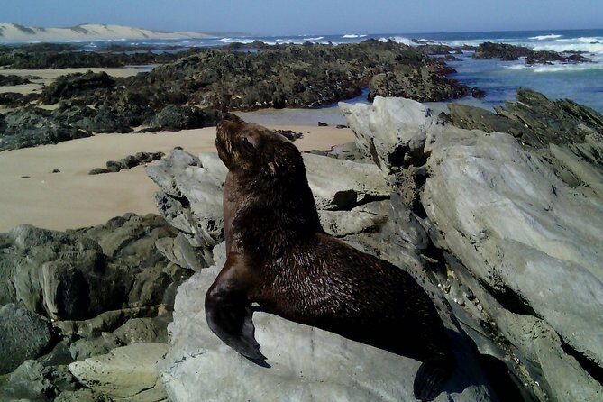 Guided Marine Walk: - Sardinia Bay (Marine Protected Area) - 3 hours - Key Points