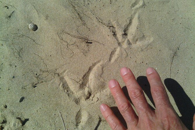 Guided Marine Walk: - Sardinia Bay (Marine Protected Area) - 3 hours - FAQ