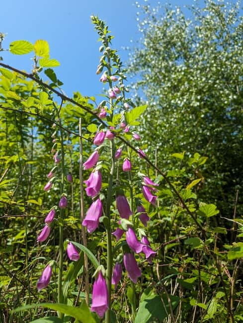 Guided Nature Tour: Pilgrims Way & Bigbury Fort - FAQ