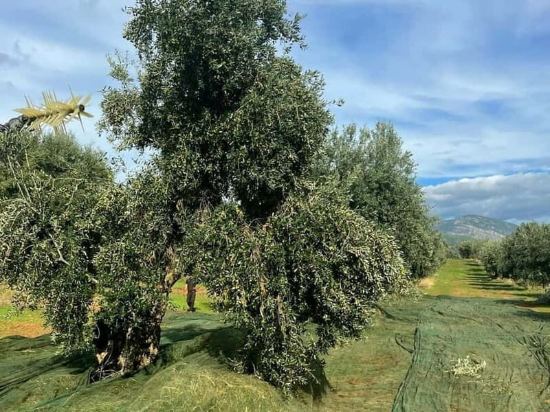 Guided Olive Oil Farm, Calabrian Lunch & Nicotera Tour - FAQs