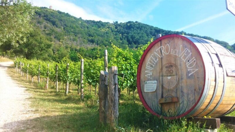 guided-olive-oil-wine-tour-from-padua