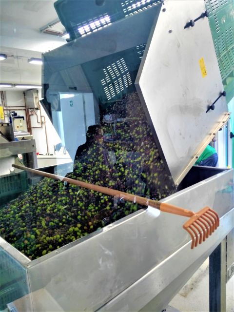guided-olive-oil-wine-tour-from-padua