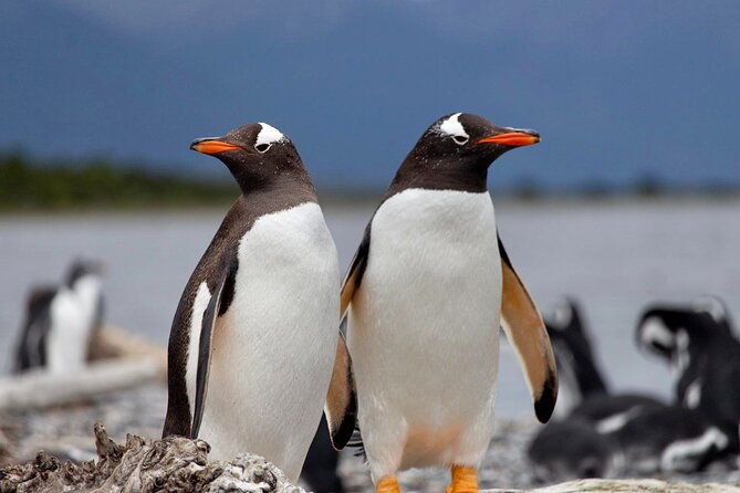 guided-penguin-watching-tour-and-centolla-route