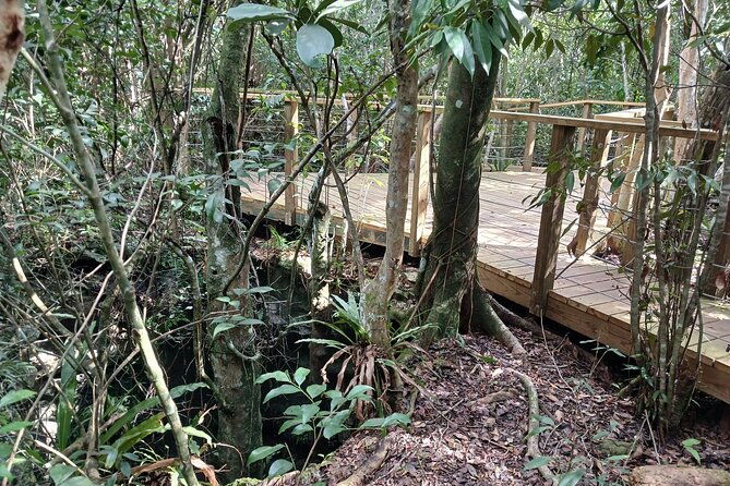 guided-primeval-nature-walk-tour-in-primeval-forest-national-park