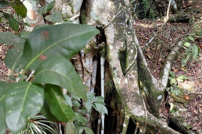 guided-primeval-nature-walk-tour-in-primeval-forest-national-park