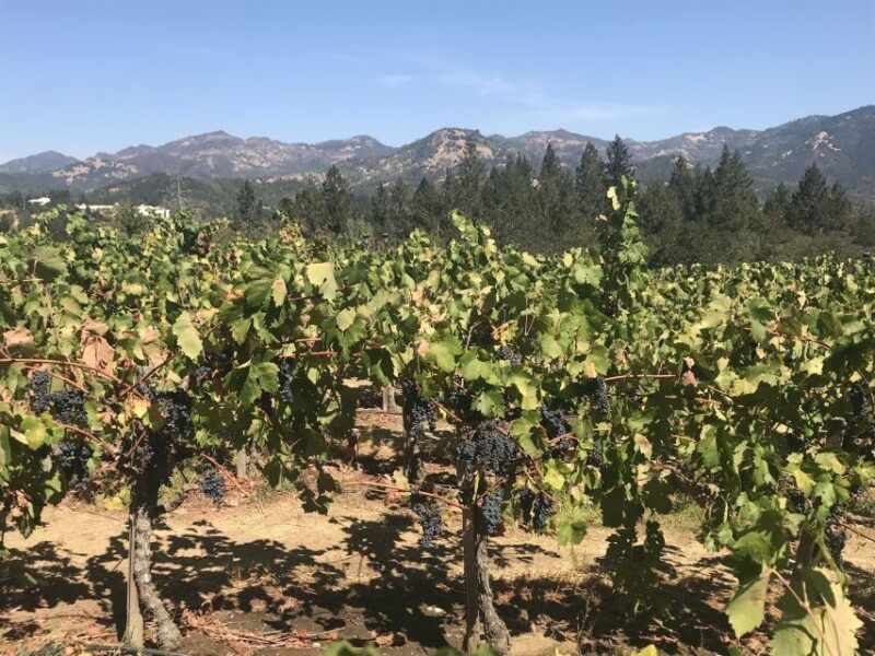 guided-private-wine-tour-to-napa-and-sonoma-wine-country