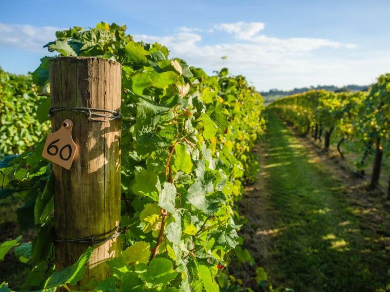 guided-private-wine-tour-to-napa-and-sonoma-wine-country