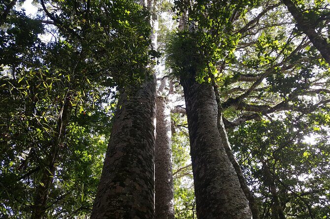 Guided Puketi Kauri Forest Tour in Bay of Islands - The Sum Up: Who Should Consider This Tour?