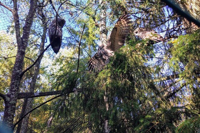 Guided Ranua Wildlife Park tour with Lunch, Small group adventure - Frequently Asked Questions
