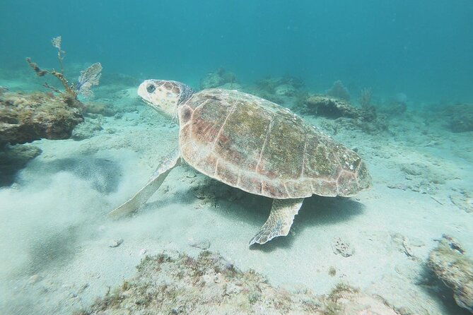 guided-reef-snorkeling-tour-in-pompano-beach