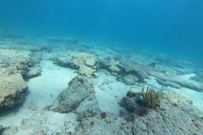 guided-reef-snorkeling-tour-in-pompano-beach