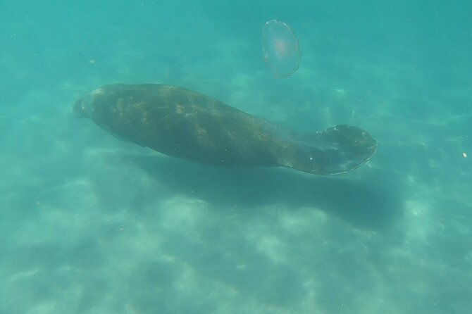 guided-reef-snorkeling-tour-in-pompano-beach