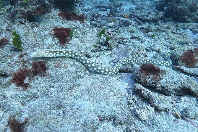 guided-reef-snorkeling-tour-in-pompano-beach