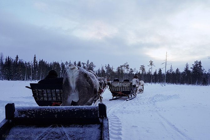 guided-reindeer-farm-visit-and-one-hour-sledge-safari