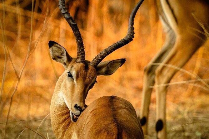 Guided Safari to Murchison Falls from Masindi - Who Would Love This Tour?