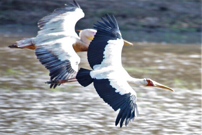 Guided Safari tour, lodging & meals, S. Luangwa National Park by Landcruiser 4x4 - The Sum Up
