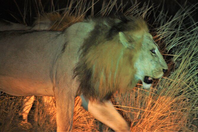 Guided Safari tour, lodging & meals, S. Luangwa National Park by Landcruiser 4x4 - FAQ