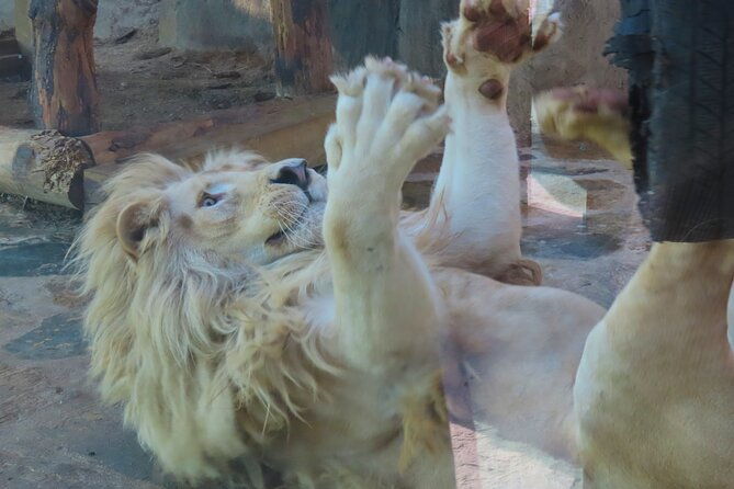 guided-sapanca-lake-mahmudiye-and-masukiye-tour-with-cable-car