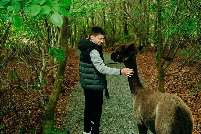 guided-scenic-alpaca-trekking-experience-northern-ireland